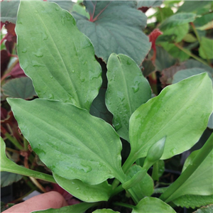 Hosta 'Glockenspiel'